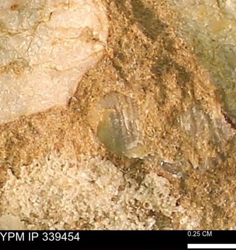 undet. Mollusca