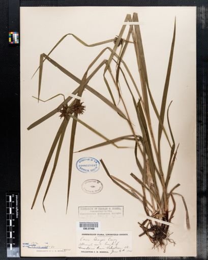 Carex grayii