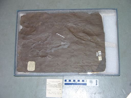 Anchisauripus exsertus