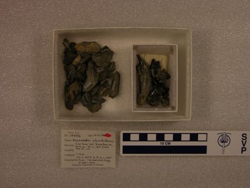 Dipsalodon churchillorum