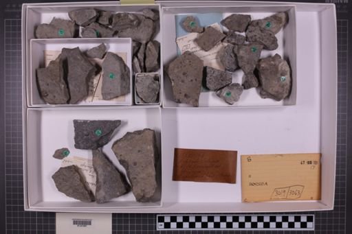 mixed taxa, stratigraphic collection