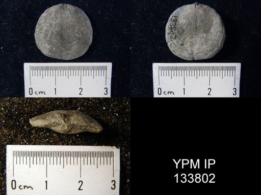 Rhipidomella vanuxemi