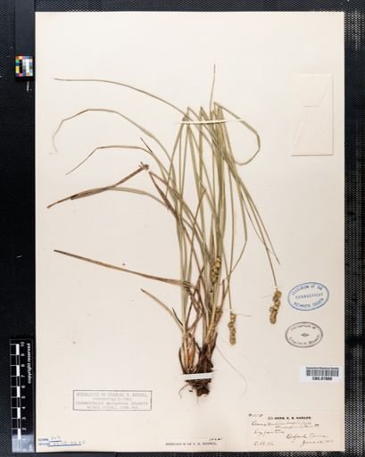Carex muehlenbergii