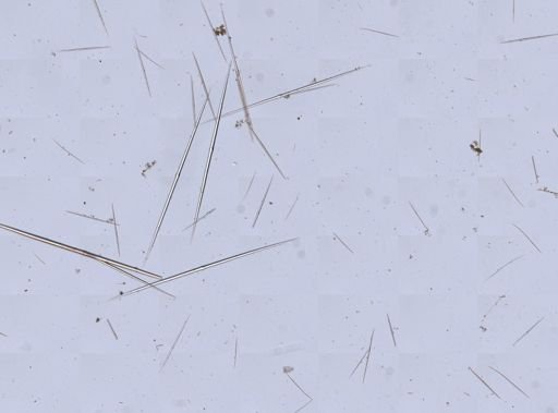 Stylocordyla borealis