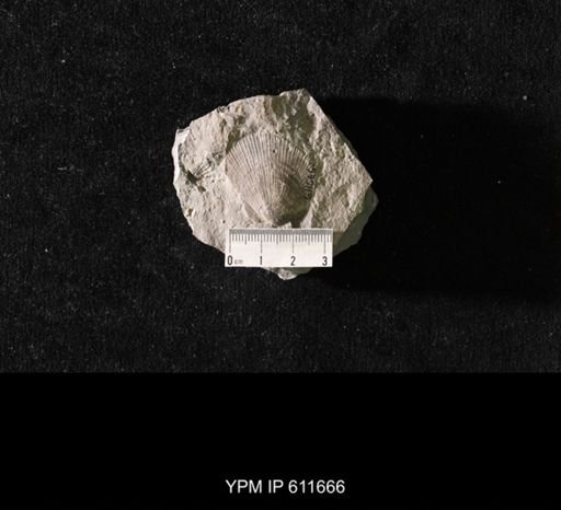 Aviculopecten sp.