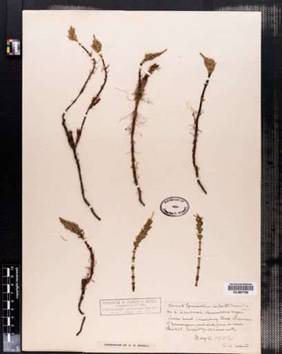 Equisetum arvense