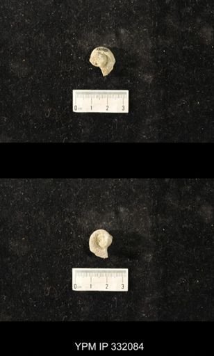 undet. Gastropoda