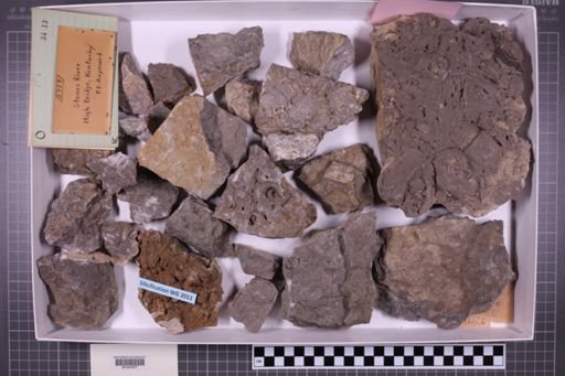 mixed taxa, stratigraphic collection