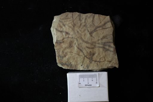 Chondrites lycopodioides