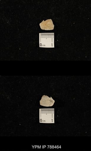 undet. Brachiopoda