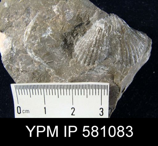 undet. Brachiopoda