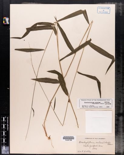 Brachyelytrum erectum