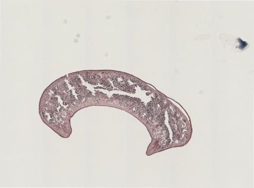 Foviella
