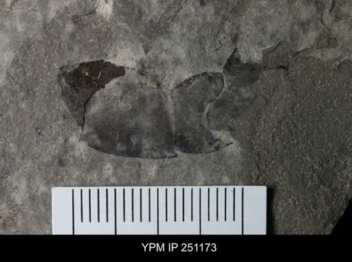 undet. Eurypterida