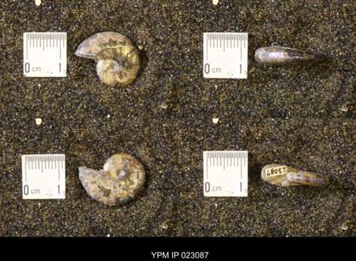 Discoscaphites rossi