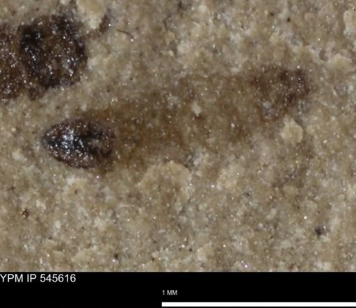 undet. Insecta