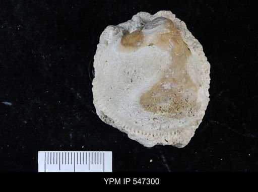 Glycymeris?