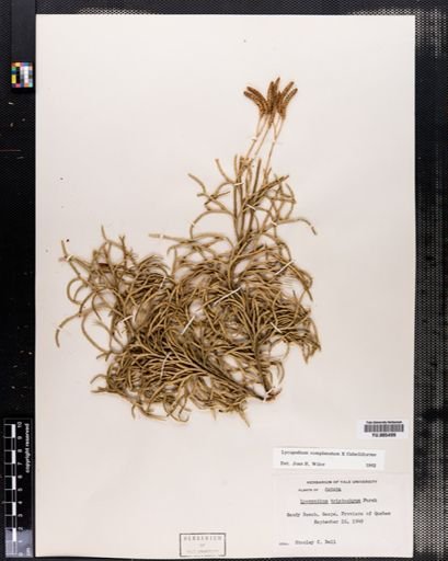 Lycopodium complanatum