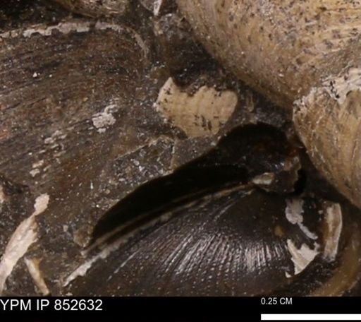 Limopsis striatopunctatus