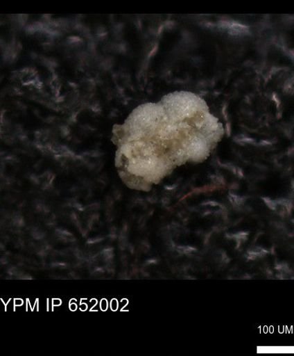 undet. Rugoglobigerinidae