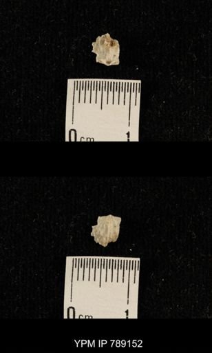 undet. Brachiopoda