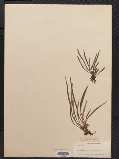Vittaria
