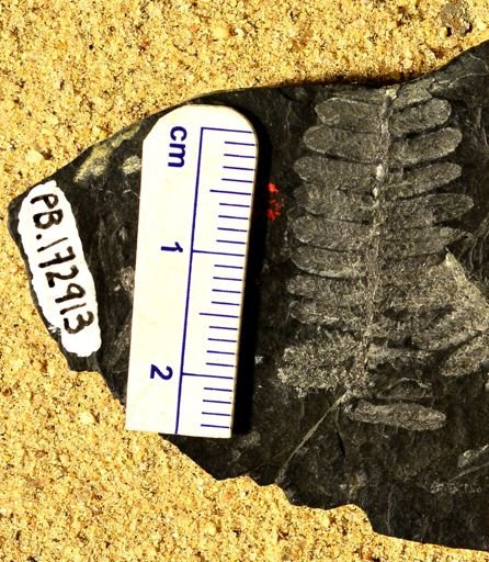 Pecopteris sp.