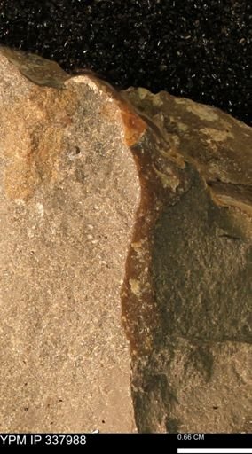 undet. Bivalvia