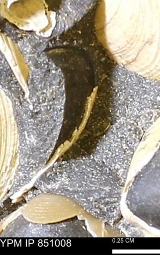 Limopsis striatopunctatus