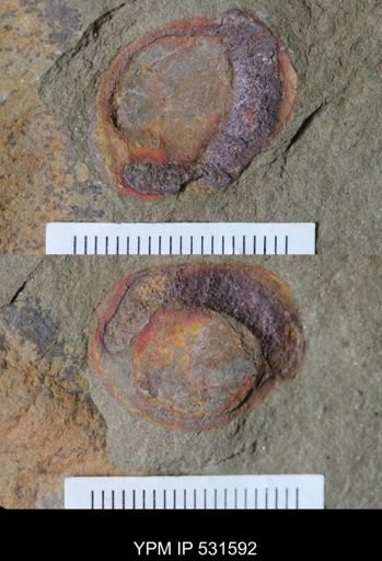 Porifera?