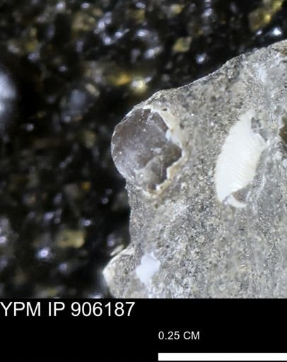 undet. Mollusca