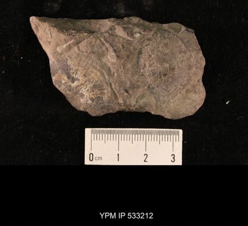 undet. Strophomenida