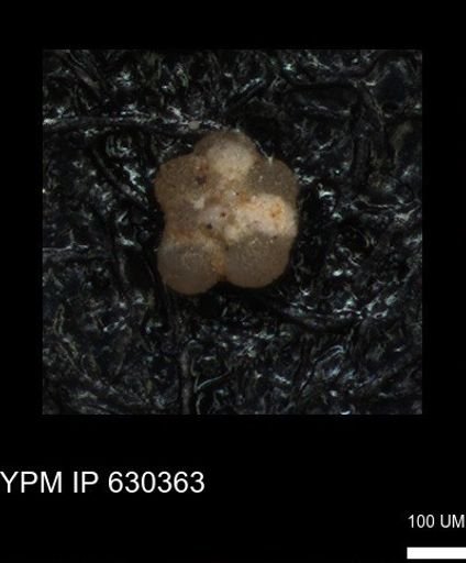 undet. Rugoglobigerinidae