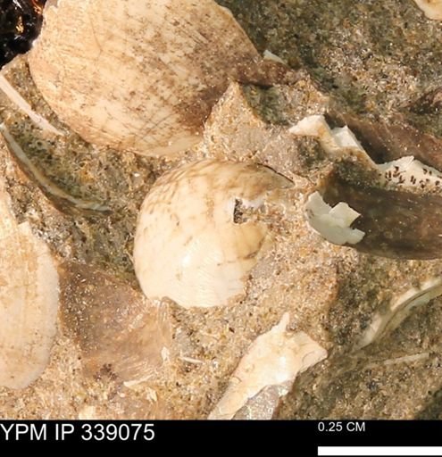 undet. Bivalvia