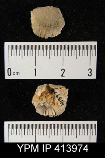 Strophodonta sp.