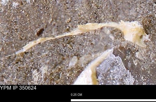 undet. Mollusca