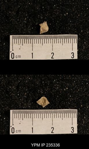 Lissochonetes geinitzianus var. geronticus