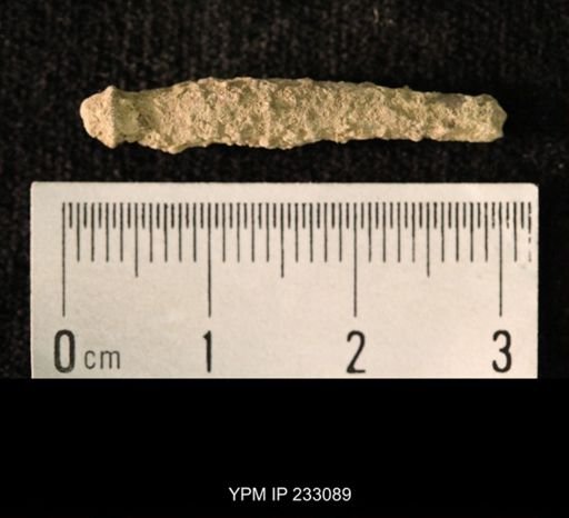 Archaeocidaris sp.