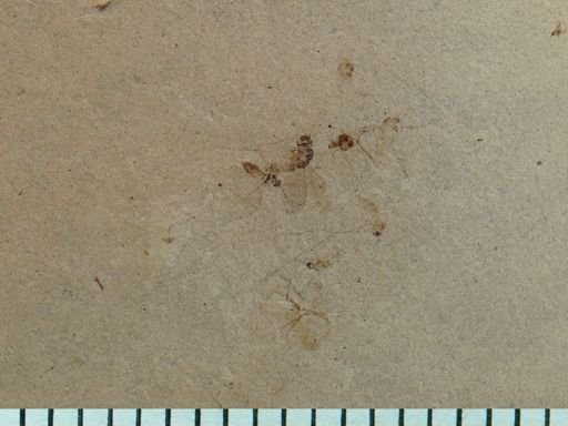 undet. Diptera