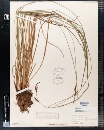 Carex stricta