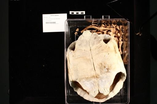Gopherus agassizii