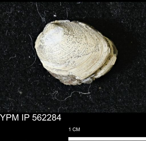 Limopsis striatopunctatus