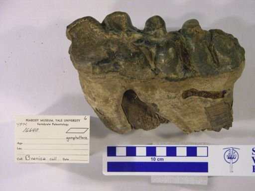 Gomphotheriidae