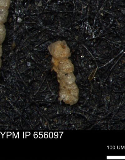 Ammobaculoides whitneyi