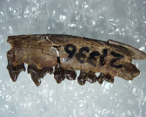 Adapisoricidae sp.