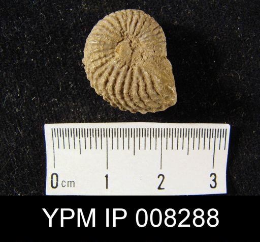 Trachyceras aon