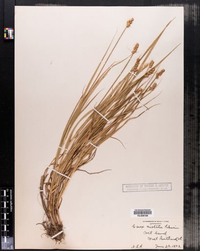 Carex cristatella