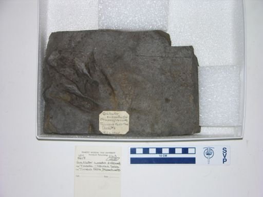 Grallator cuneatus
