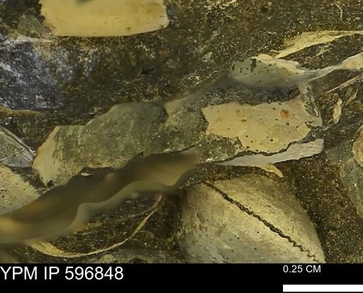 undet. Mollusca