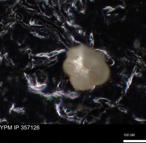 undet. Foraminiferida